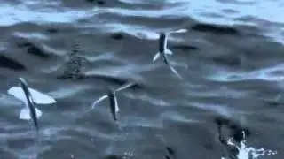 11/ Life - Flying Fish