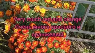 По дороге в детский сад