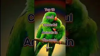 TOP Most Colourful Animals In The World. #shorts #tranding #viralvideo