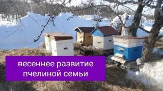 Spring development of bees. V.G. Kashkovsky.