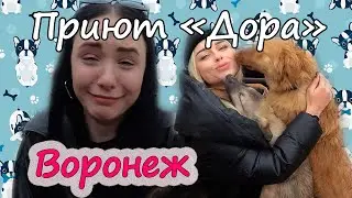 КИНОФОБ В ПРИЮТЕ ДЛЯ СОБАК