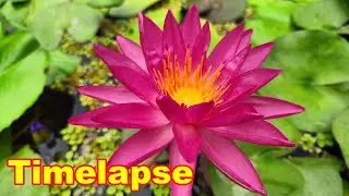 Lilia wodna Tropic Star