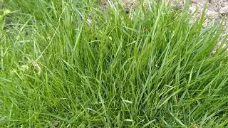 Газонная трава для спортивного газона Evro Grass Германия