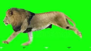 Green Screen Singa berlari