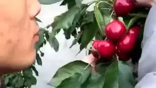 World of fruit is delicious!