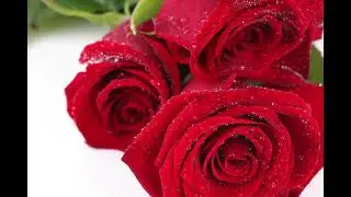 Rosas Naturales Preciosas (Fotos)