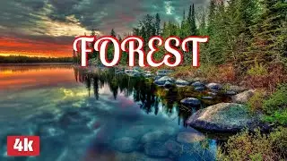 FOREST 4k music vedio | copyright free material | 4k vedio of forest | relaxing music vedio | nature