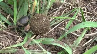 Dung beetle ball rolling - Michiel P. Veldhuis