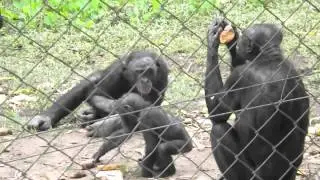 Bonobos at Lola Ya Bonobo Sanctuary