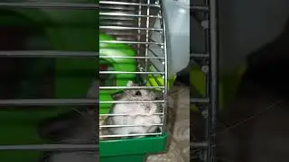 Хомяк 🐹 оптимист vs металл