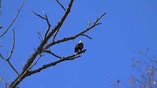 Bald Eagle hanging out at Conowingo Dam, Darlington Maryland, Nov 2024