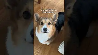 3 Ways My Corgi is Contradictory 
