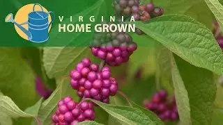 American Beautyberry; A Plant That Is Easy to Grow and Can Feed Birds in the Winter