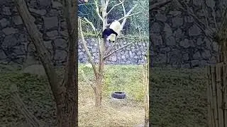 panda🐼🤗#interesting #funny #fyp #cute #pet #pets #foryou #cutepanda