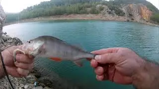 İzmir'de Tatlı Su Levreği (Perch) Avı