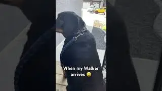 Wilson loves it when his dog Walker comes for him! #dog #rottweiler