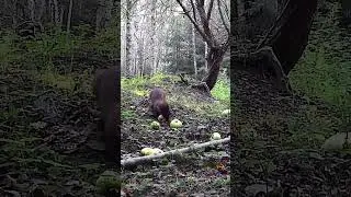 Куница и яблоки #wildlife