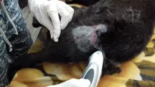 Яшку погрызли собаки, в боку вырвали кусок кожи где образовались опарыши.
