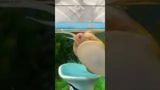 Питание и движение улиток.