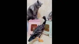 Funny cats ✨
