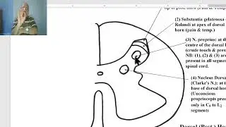 Anatomy of CNS Module in Arabic 2024 (Spinal cord, part 6), by Dr. Wahdan.