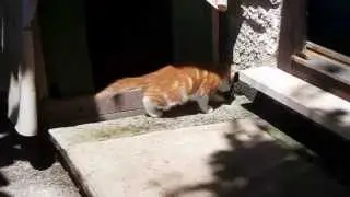 Kitty playing outside