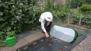 090-Transplanting Leeks And An Experiment In Managing Allium Leaf Miner-12th June 2024