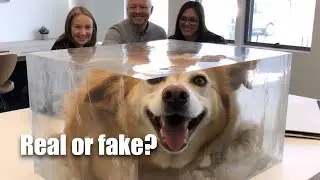 BIZARRE NEW WAY TO PRESERVE PETS?