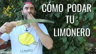 CÓMO PODAR UN LIMONERO: todo lo que necesitas saber para hacerlo BIEN || en20metros