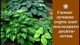 ❀ Самые лучшие сорта хост последнего десятилетия