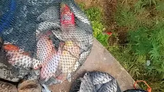 SPOT WISATA IKAN MAKAN | WADUK GAJAH MUNGKUR