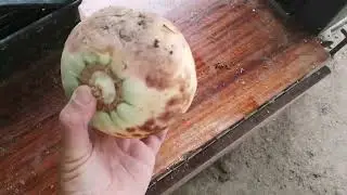24 июля дождик, корма птице - поболтаем 😄😜🦃🐣🐥