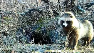 How the Ussuri RACCOON sings / love song - raccoon dog in spring // Real animals