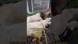 ready stok jantan siap QURBAN #etawa #goat #kambingetawasuper