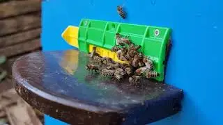 Пчёлы космонавты  пошли в зиму в улье №9 . 4я серия 2023г.