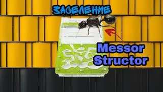 Заселение муравьёв жнецов за 5 минут . Что произошло ? Ant Sipo