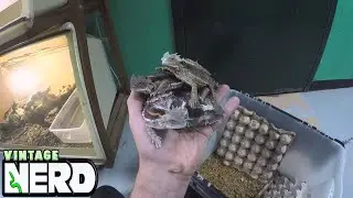 Our Giant Horned Lizards