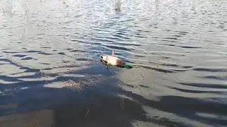 Весенняя охота с подсадной. 2021 год.