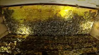 What it looks like when Honey bees clean extracted honey frame - Inside the hive