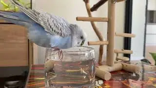 Тоша купається в склянці з водою