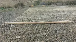 The easiest way to make a net trap, to catch a peregrine falcon
