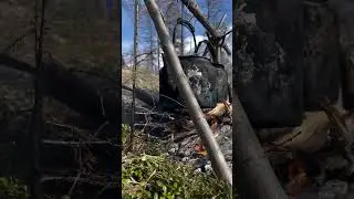 Май 2024г. Себян. Панты оленя.