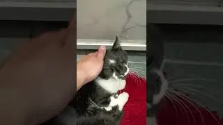 #кот #котики #животные #кайф #shorts