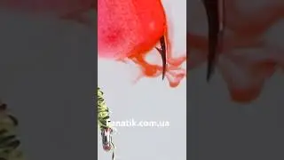 Карась та Короп не пропускають Водограй