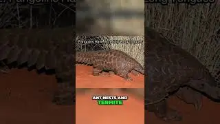 Pangolin's Super Long Tongue! Amazing!