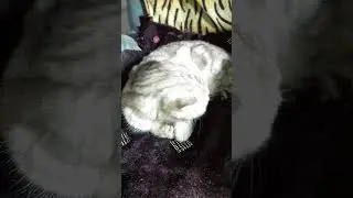 кошка отдыхает.