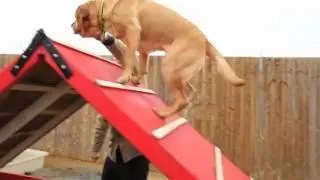Dog Sense