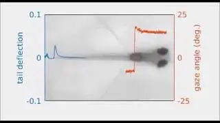 Sensorimotor computation underlying phototaxis in zebrafish