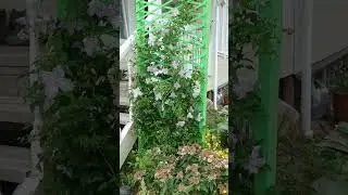 ЛЕТО НА ДАЧЕ