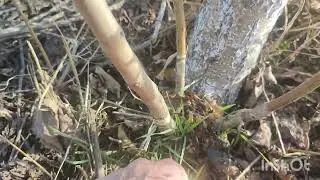 Когда и зачем желательно обновить дерево.